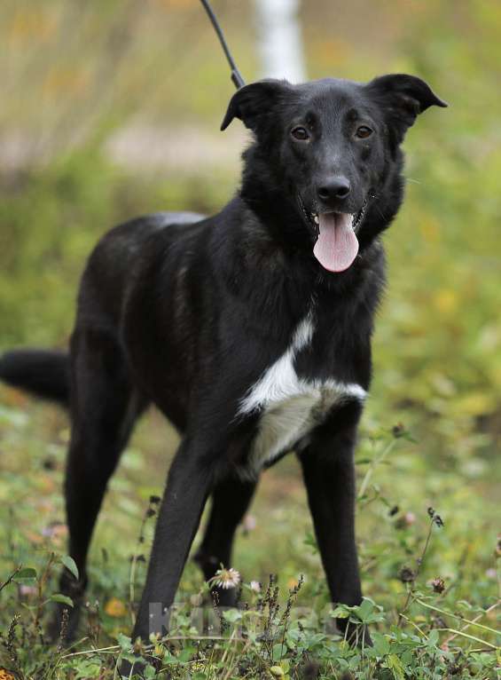 Собаки в Москве: Мишенька. Вырос в приюте, а отклика нет Мальчик, 1 руб. - фото 4