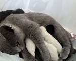 Кошки в Пензе: Котик белый Мальчик, Бесплатно - фото 3