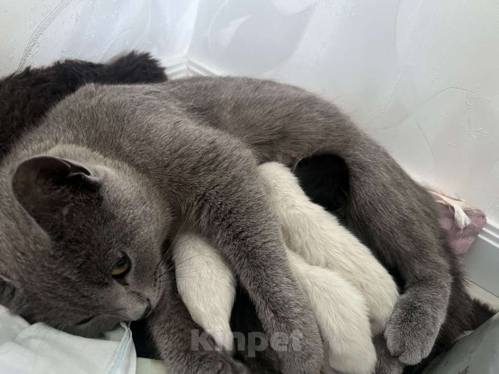 Кошки в Пензе: Котик белый Мальчик, Бесплатно - фото 3