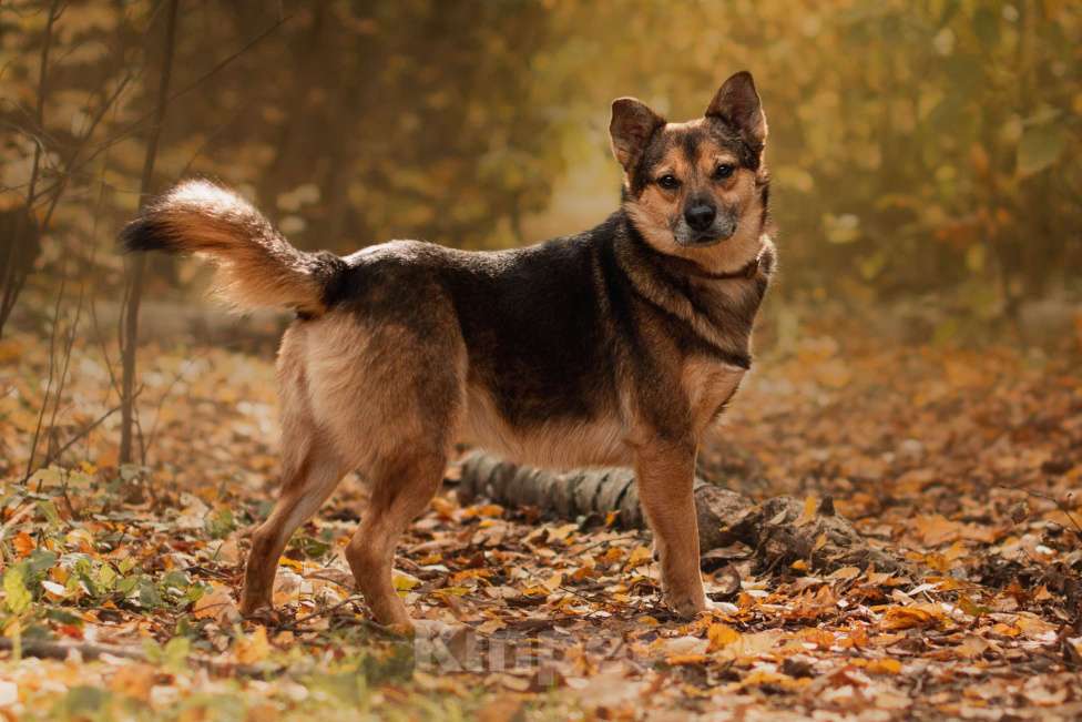 Собаки в Москве: Жардан Мальчик, Бесплатно - фото 2