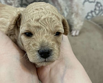 Собаки в Нижнем Новгороде: Той- пудель девочка (светленькая)  Девочка, 55 000 руб. - фото 4