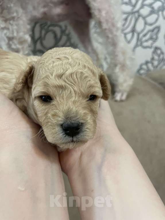 Собаки в Нижнем Новгороде: Той- пудель девочка (светленькая)  Девочка, 55 000 руб. - фото 4
