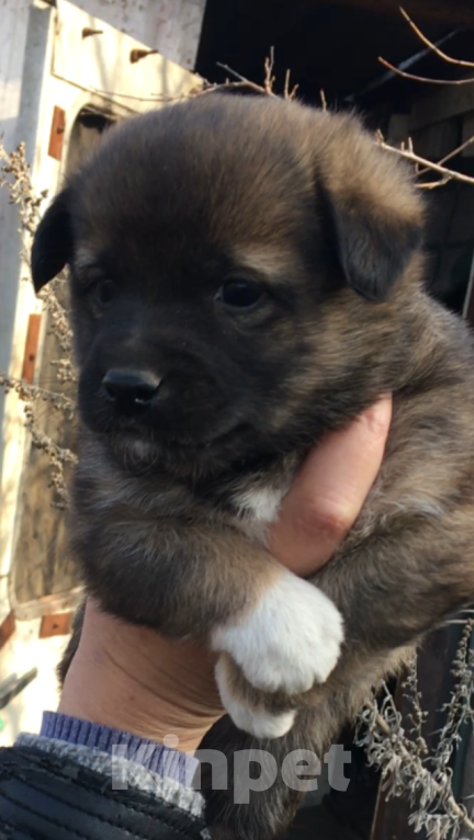 Собаки в Новочеркасске: Домашние щенки Мальчик, Бесплатно - фото 4