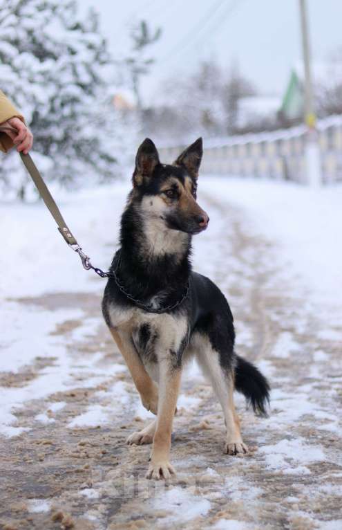 Собаки в Москве: Джейн очень нужен дом  Девочка, Бесплатно - фото 2