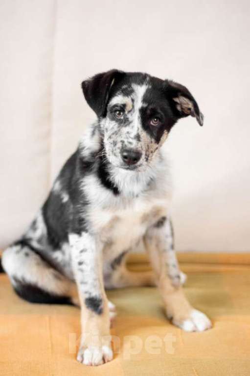 Собаки в Москве: Щенки от аусси и лабрадора в добрые руки Девочка, Бесплатно - фото 10