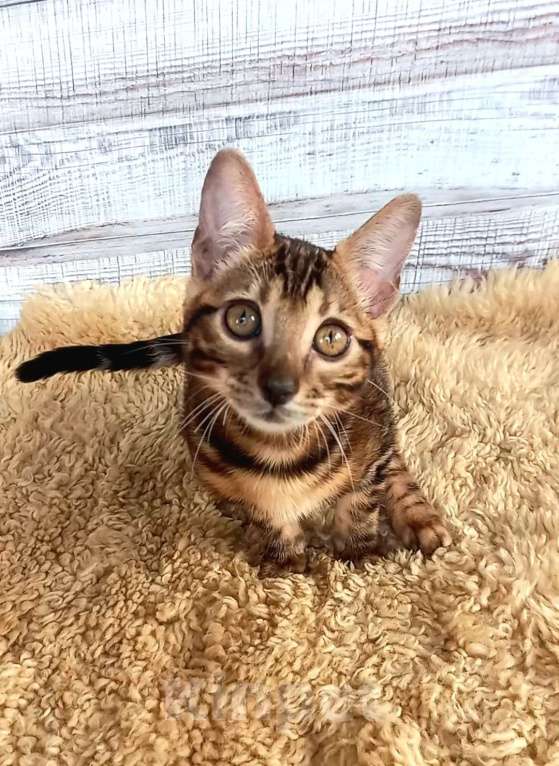 Кошки в Москве: Бенгальская кошечка  Девочка, 35 000 руб. - фото 7