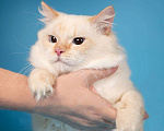 Кошки в Москве: Очаровательный голубоглазвый котик Рональд, 1 год, 300 руб. - фото 2