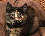 Кошки в Калуге: Фрося — все цвета осени. Котенок 2,5 мес в добрые руки. Девочка, Бесплатно - фото 1