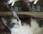 Кошки в Рязани: Отдам в домашние питомицы трехцветную кошечку Девочка, 10 руб. - фото 1