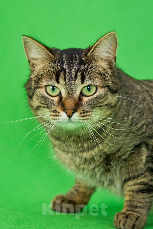 Кошки в Москве: Молодая, ласковая кошка Пикси в добрые руки Девочка, Бесплатно - фото 6