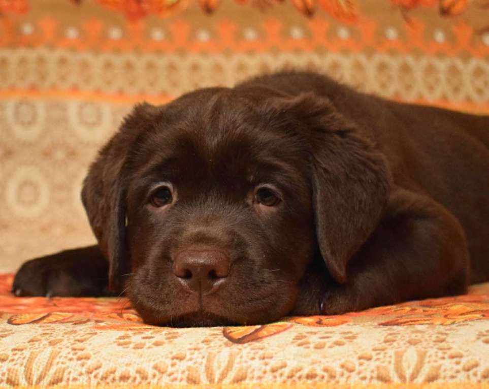 Собаки в Санкт-Петербурге: Шоколадный щенок лабрадора Мальчик, 80 000 руб. - фото 1