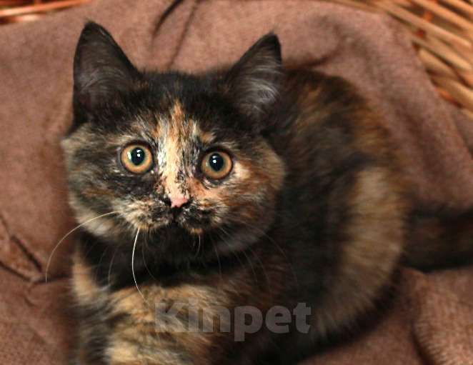 Кошки в Калуге: Фрося — все цвета осени. Котенок 2,5 мес в добрые руки. Девочка, Бесплатно - фото 1