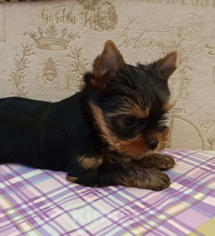 Собаки в Санкт-Петербурге: Щенок йоркширского терьера.  Мальчик, 50 000 руб. - фото 2