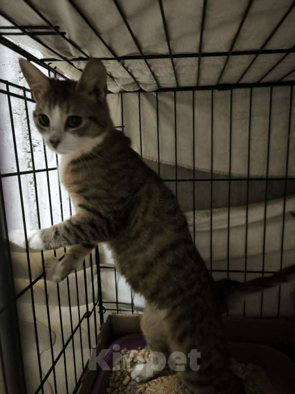 Кошки в Санкт-Петербурге: Котик 5 мес чудо характер Мальчик, Бесплатно - фото 3