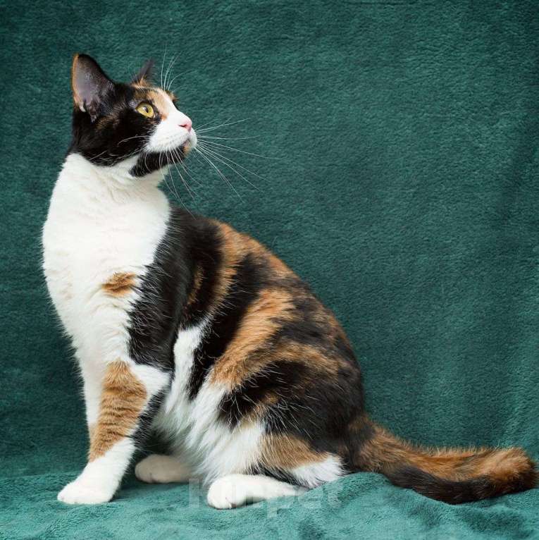 Кошки в Москве: Домашнюю молодую кошечку выкинули хозяева 🆘️ Срочный поиск дома Девочка, Бесплатно - фото 2