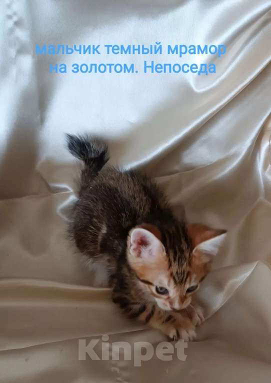 Кошки в Москве: котята курильские бобтейлы шикарного мраморного окраса Разнополые, 5 000 руб. - фото 4