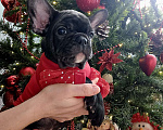 Собаки в Москве: Щенок французского бульдога девочка Девочка, 50 000 руб. - фото 2