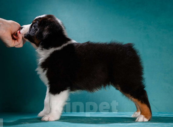 Собаки в других городах Московской области: Австралийская овчарка, щенок Мальчик, 80 000 руб. - фото 4