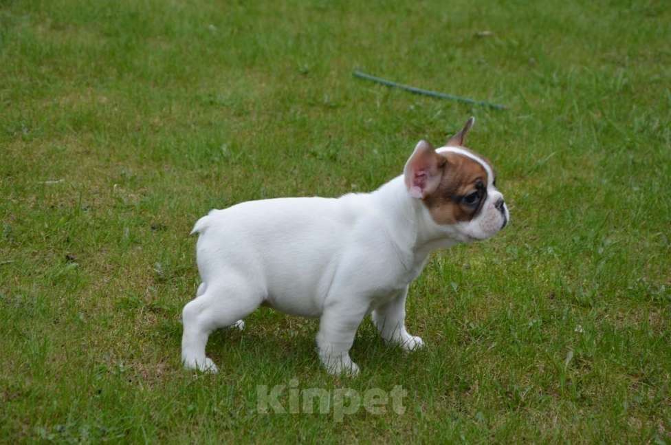 Собаки в Твери: Французская булочка Девочка, 40 000 руб. - фото 3