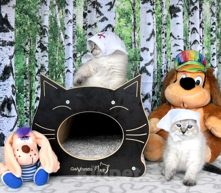 Кошки в Москве: Невские маскарадные котята Мальчик, 45 000 руб. - фото 4