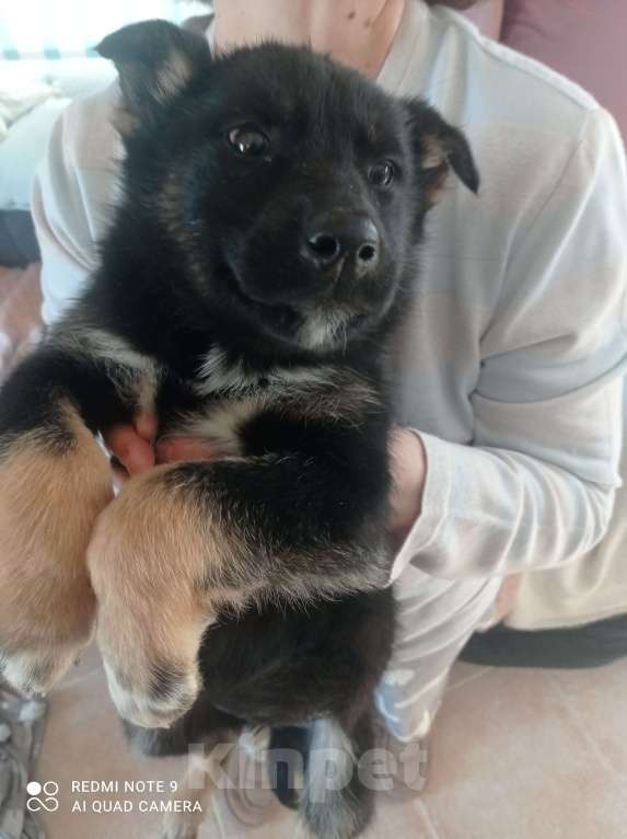 Собаки в Москве: Отдадим в хорошие руки Мальчик, 1 руб. - фото 5