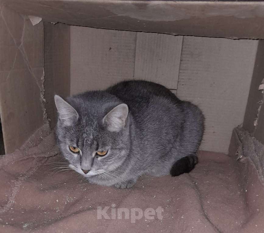 Кошки в Москве: Нежная АСЯ Девочка, Бесплатно - фото 3