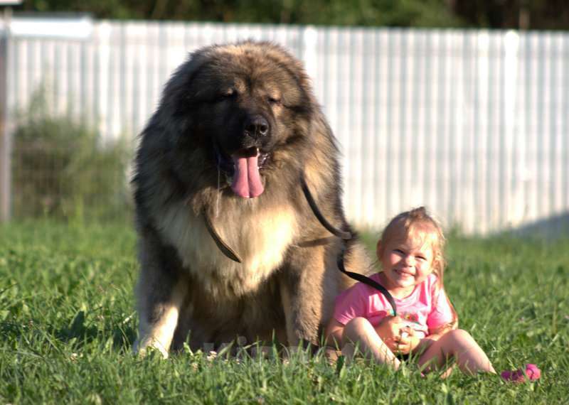 Собаки в Солнечногорске: кобель  кавказской овчарки Мальчик, Бесплатно - фото 3