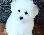 Собаки в Казани: Очаровательный бишон Мальчик, Бесплатно - фото 3