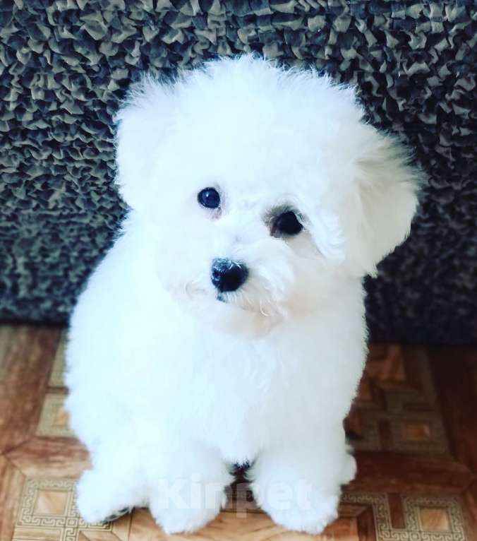 Собаки в Казани: Очаровательный бишон Мальчик, Бесплатно - фото 3