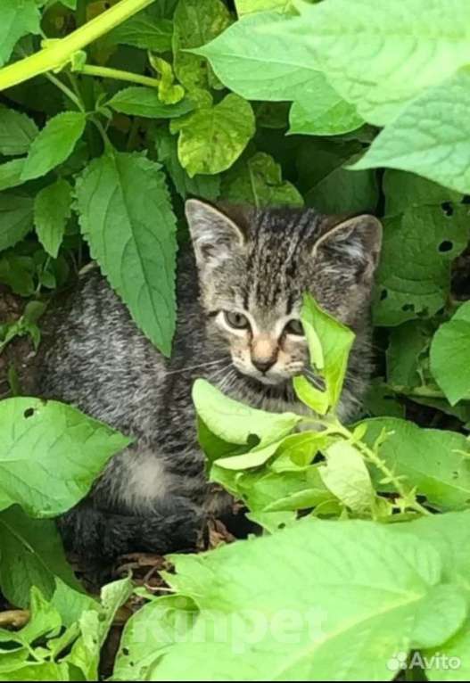 Кошки в Санкт-Петербурге: Мальчик шпротик Мальчик, Бесплатно - фото 2