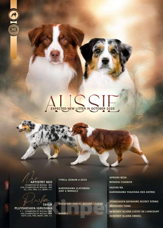 Собаки в Санкт-Петербурге: Щенок австралийской овчарки голубой мрамор. Родился 15.10.2025. Метрика РКФ Мальчик, Бесплатно - фото 5