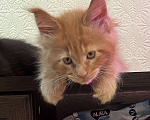 Кошки в Петергофе: Милый котенок куненок Мальчик, 30 000 руб. - фото 2