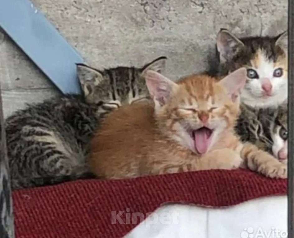 Кошки в Санкт-Петербурге: Мальчик шпротик Мальчик, Бесплатно - фото 3