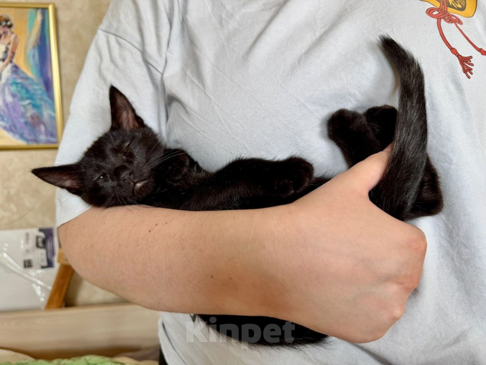 Кошки в Москве: Котенок Монти ищет дом Мальчик, Бесплатно - фото 5
