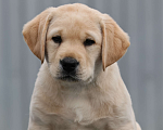 Собаки в Калуге: Палевый мальчик лабрадора высокого качества из питомника РКФ/FCI Мальчик, Бесплатно - фото 1