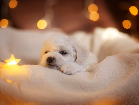 Щенок Бишон Фризе