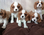 Собаки в Москве: Кавалер Кинг Чарльз спаниель Мальчики Мальчик, 80 000 руб. - фото 3