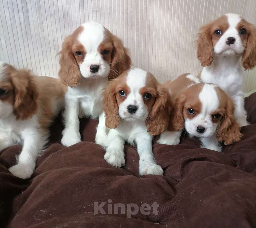 Собаки в Москве: Кавалер Кинг Чарльз спаниель Мальчики Мальчик, 80 000 руб. - фото 3