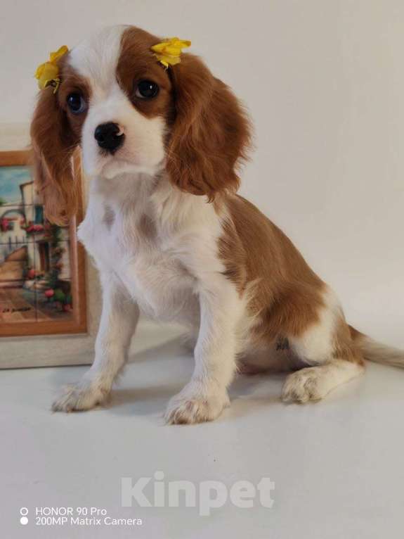 Собаки в других городах Московской области: Кавалер Кинг Чарльз спаниель, мальчик Мальчик, 60 000 руб. - фото 5