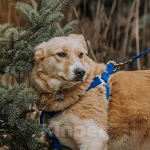 Собаки в Москве: Айна Девочка, Бесплатно - фото 3