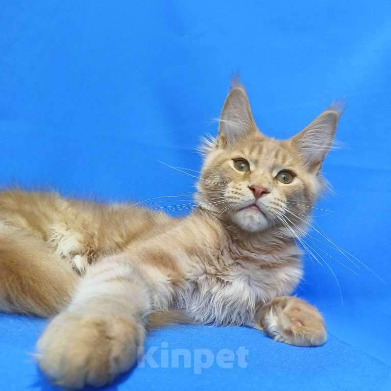 Кошки в Москве: Котенок Мейн-Кун Мальчик Мальчик, 60 000 руб. - фото 3