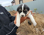 Собаки в Оренбурге: Маленький друг в дар  Мальчик, 1 руб. - фото 1