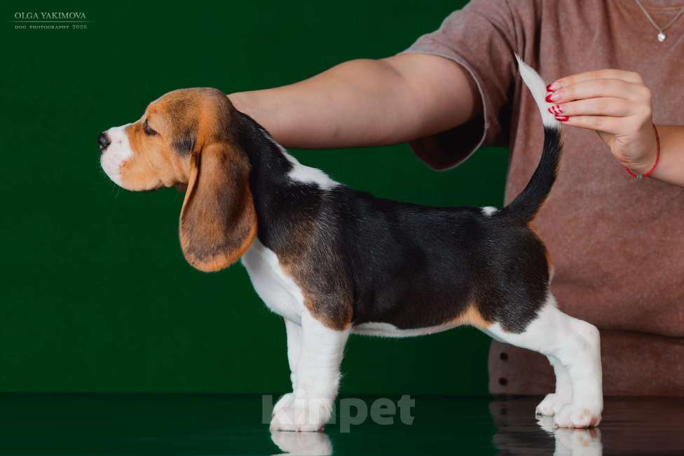 Собаки в Армавире: ЩЕНОК БИГЛЬ ДЕВОЧКА Девочка, 70 000 руб. - фото 3