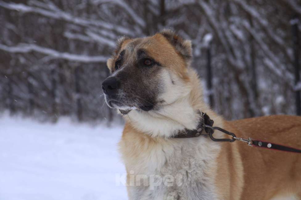 Собаки в Видном: Алабай Кейра, 5 лет Девочка, Бесплатно - фото 1