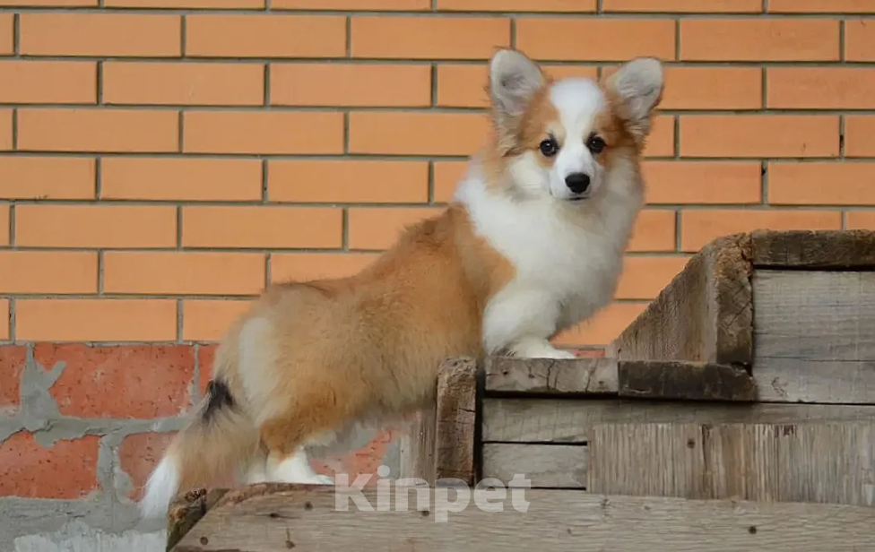 Собаки в Новосибирске: Щенок вельш корги пемброк Девочка, 50 000 руб. - фото 1