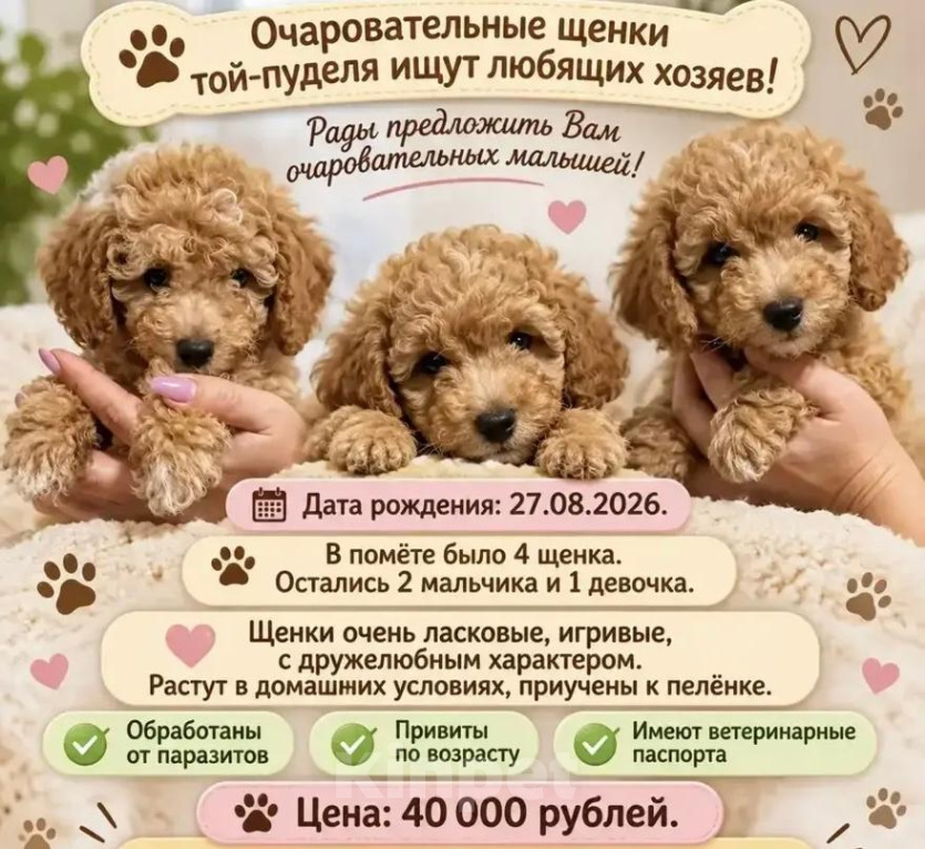 Собаки в других городах Краснодарского края: Той пуделя и бишоны фризе Мальчик, 40 000 руб. - фото 2