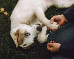 Собаки в Москве: Белая ласкуша Айла в добрые руки Девочка, 1 руб. - фото 7