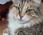 Кошки в Москве: Трехцветная пушистая Шаня, кошечка в добрые руки.   Девочка, Бесплатно - фото 6