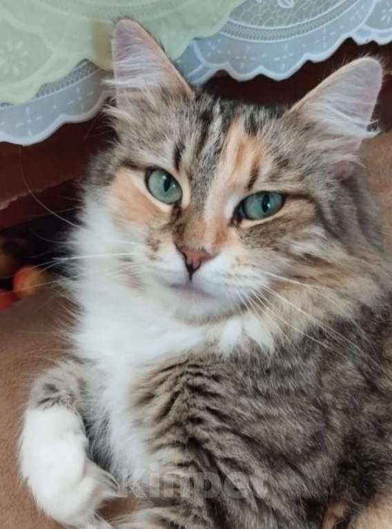 Кошки в Москве: Трехцветная пушистая Шаня, кошечка в добрые руки.   Девочка, Бесплатно - фото 6