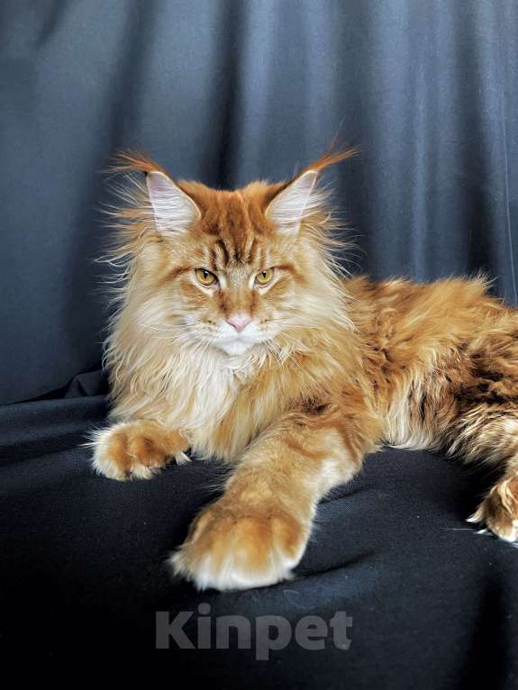 Кошки в Москве: Мейн-кун котенок Мальчик, 50 000 руб. - фото 1